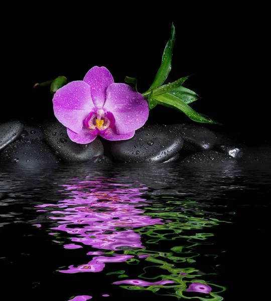 Basalt stones, orchid flower and bamboo — Stock Photo, Image