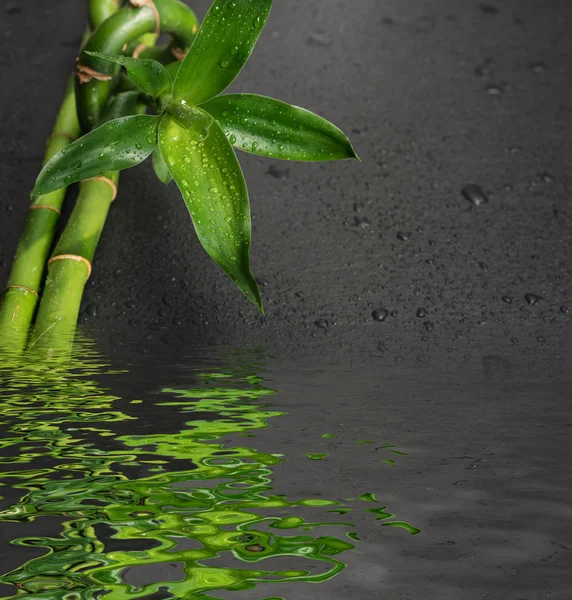 Green bamboo sprout on a black — Stock Photo, Image