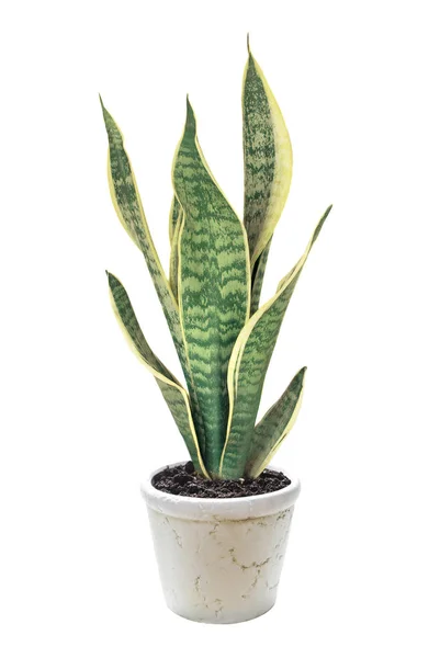 Impianto casa Sansevieria — Foto Stock