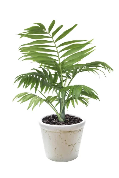 House plant Chamaedorea in a flower pot — Stock Photo, Image