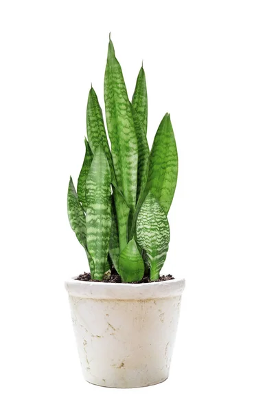 Zimmerpflanze Sansevieria — Stockfoto