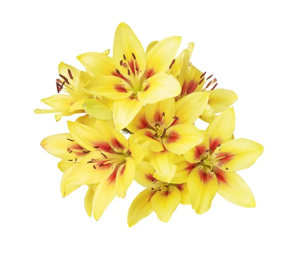 Желтые лилии на белом — стоковое фото
