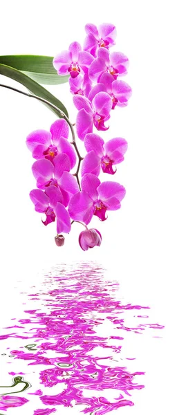 Różowa orchidea na białym tle — Zdjęcie stockowe