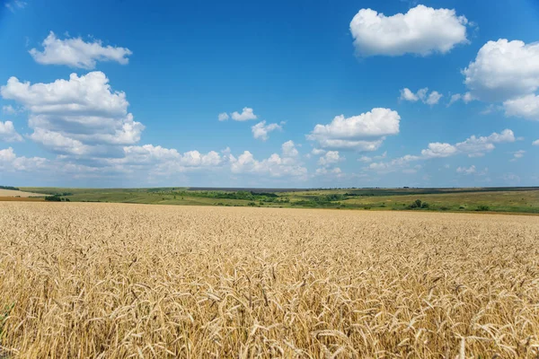 Campo de trigo maduro y cielo con nubes —  Fotos de Stock