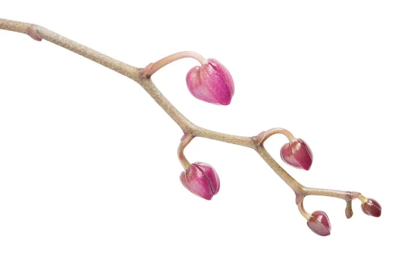 Fehér rózsaszín orchid rügyek — Stock Fotó