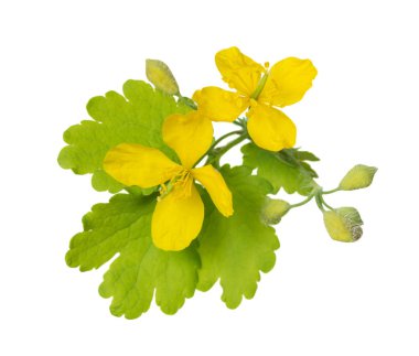 Beyaz kırlangıçotu çiçekler