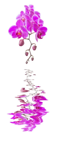 Розовая орхидея на белом фоне, отраженная в воде — стоковое фото