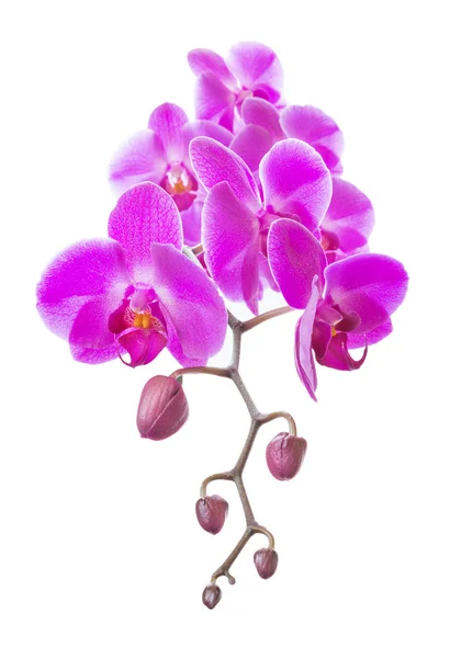 Pink orchid on a white background — Stock Photo, Image