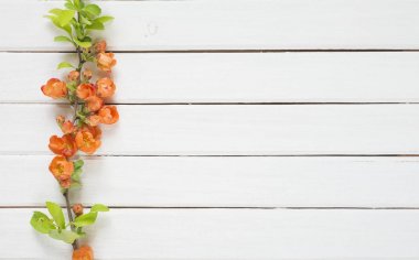 Çiçekli Chaenomeles japonica beyaz tahtalar üzerinde