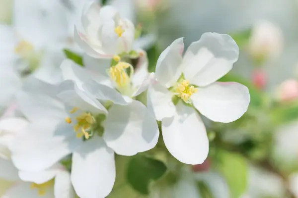 Blooming apple tree — Stock Photo, Image