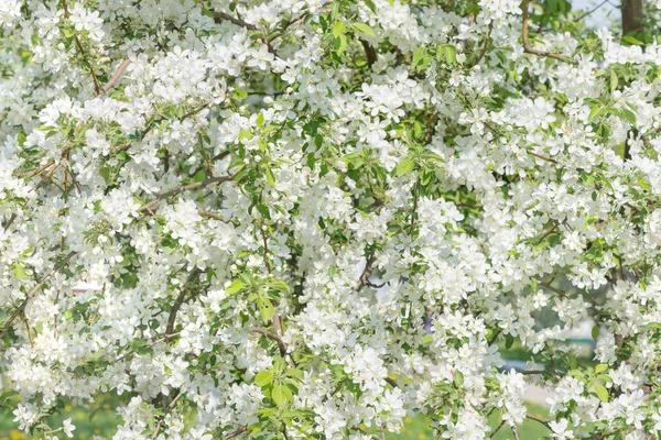 Manzanos florecientes — Foto de Stock