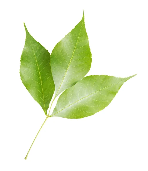 Groene bladeren op witte achtergrond — Stockfoto