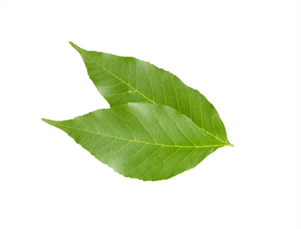 Gröna blad på vit bakgrund — Stockfoto