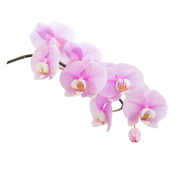 Rózsaszín orchidea fehér háttér — Stock Fotó
