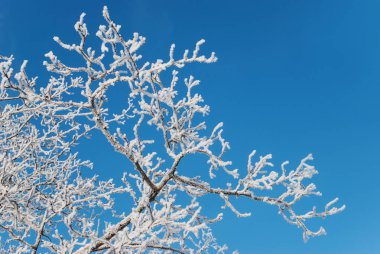 Mavi gökyüzü karşı beyaz hoarfrost