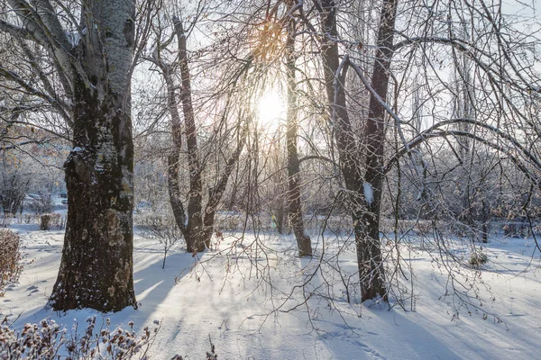 Winter frosty morning — Stock Photo, Image