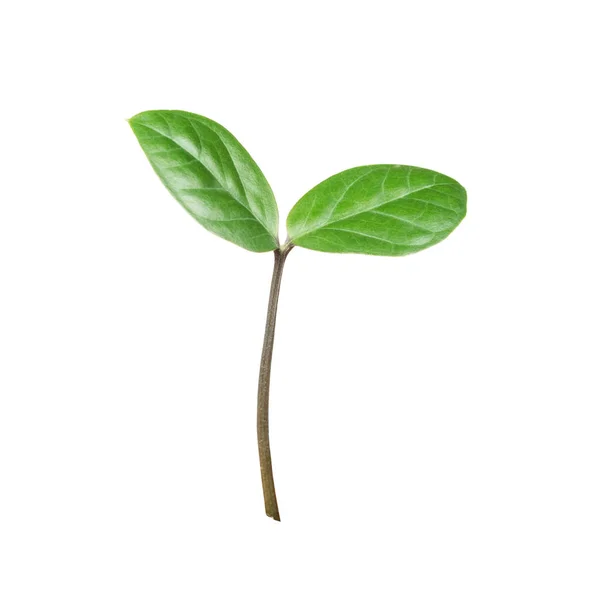 白い背景の上の緑の芽 — ストック写真