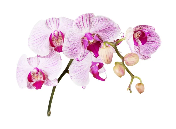 Růžová orchidej na bílém pozadí — Stock fotografie