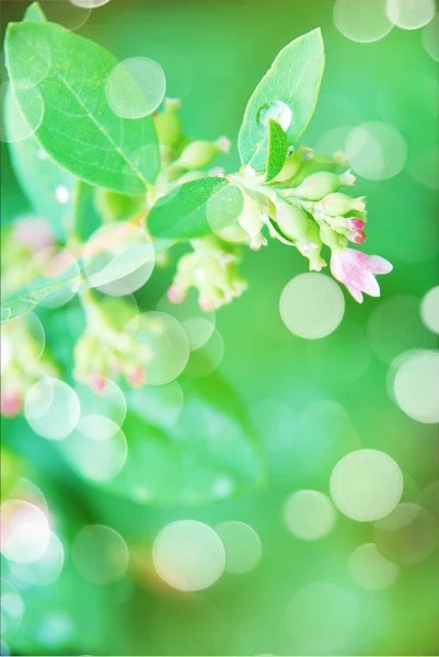 Hojas verdes y flores rosadas —  Fotos de Stock