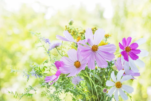 Wildblumen auf natürlichem Hintergrund — Stockfoto