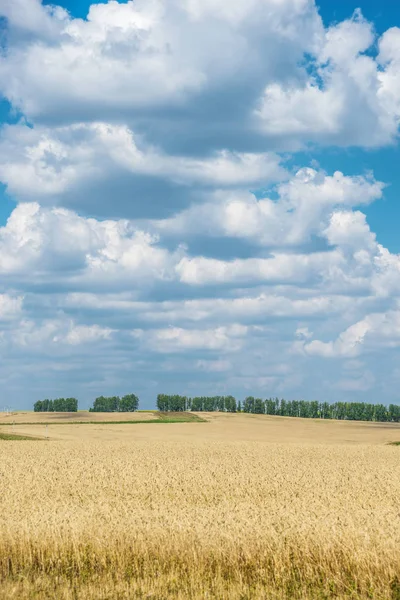 Campo di grano maturo e cielo con nuvole — Foto Stock