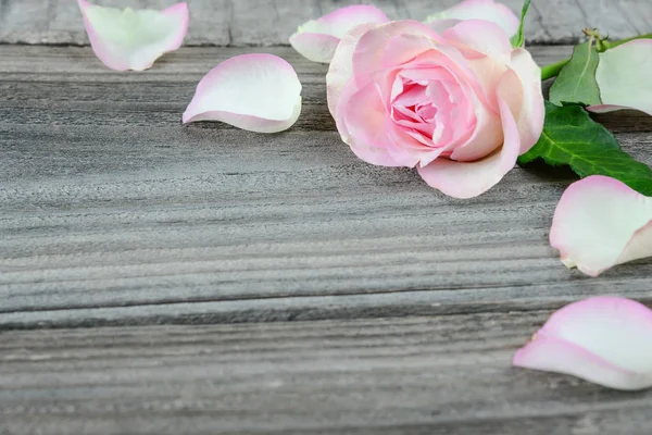 Pink rose op de oude planken — Stockfoto