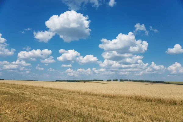 Campo di grano maturo e cielo con nuvole — Foto Stock