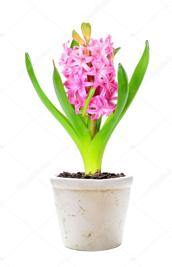 Pink hyacinth on white background