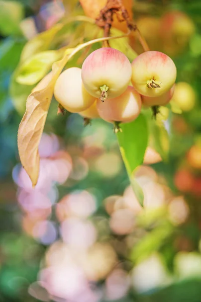 Pommes sur une branche — Photo