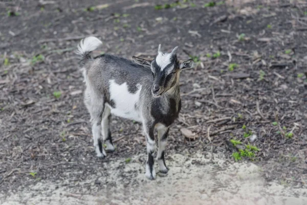 Young goat outdoors — Stock Photo, Image
