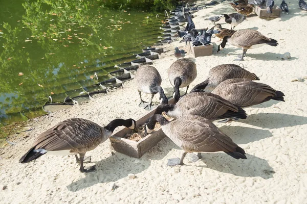 Άγρια πτηνά στο πάρκο της πόλης — Φωτογραφία Αρχείου