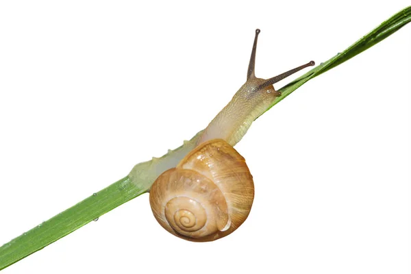 蜗牛在白色背景上的小草 — 图库照片