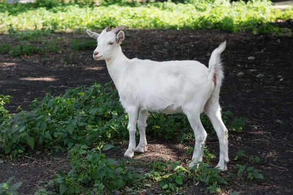 Na zewnątrz biały kozi — Zdjęcie stockowe