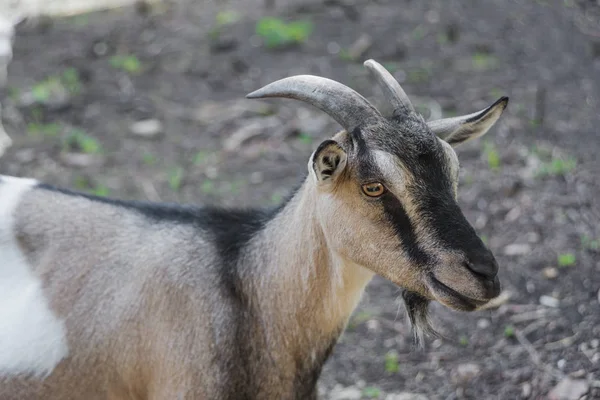 Portrait of a domestic goat — Stock Photo, Image