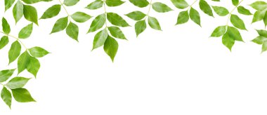 beyaz arkaplanda yeşil yapraklar