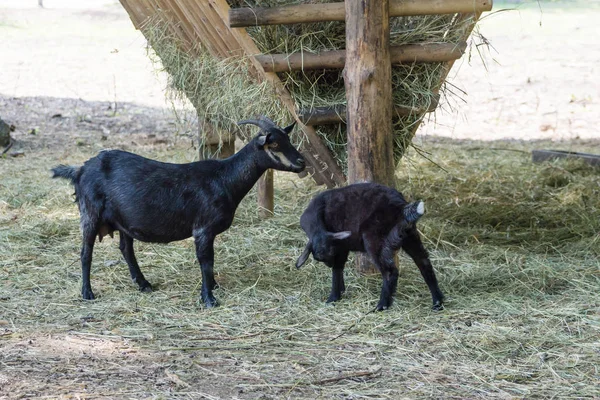 Czarna koza i goatling jeść siano — Zdjęcie stockowe