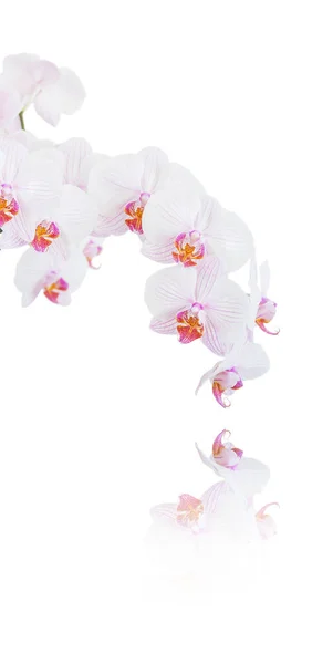 Weiße und rosa Orchidee auf weiß — Stockfoto