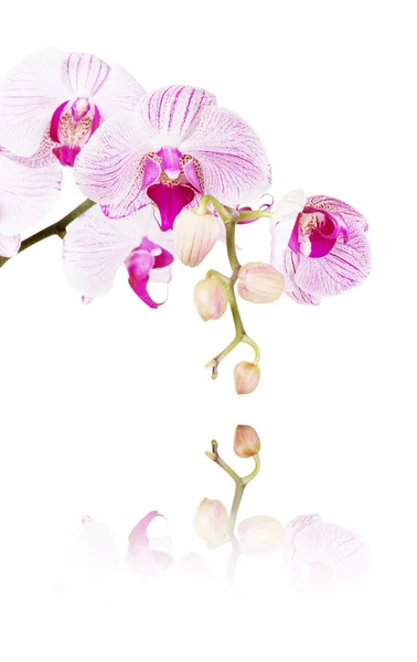 Orquídea rosa sobre un fondo blanco — Foto de Stock