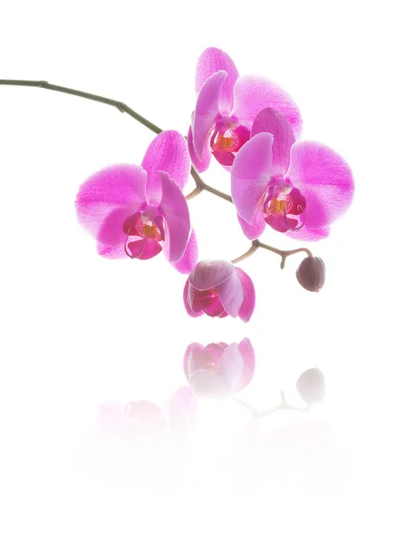 Pink orchid on a white background — Stock Photo, Image