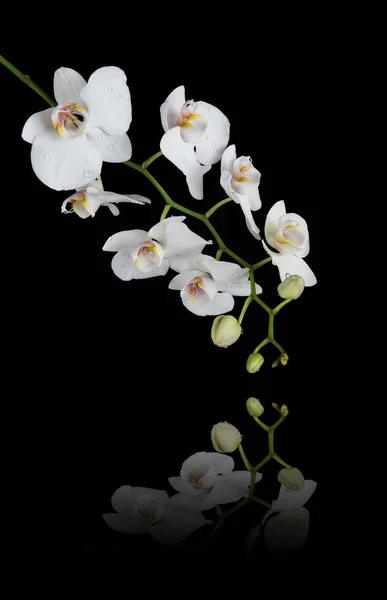 Біла орхідея на чорному тлі — стокове фото