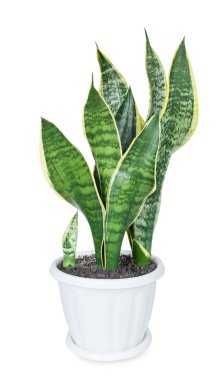 evde bitki sansevieria