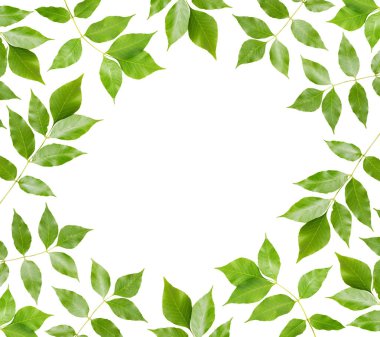 beyaz arkaplanda yeşil yapraklar