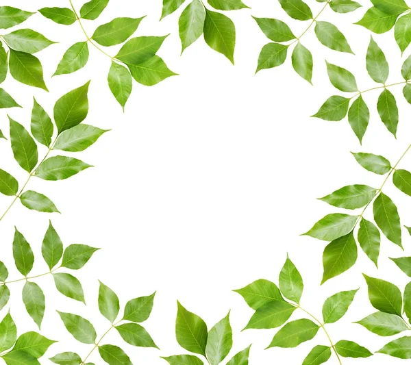 beyaz arkaplanda yeşil yapraklar