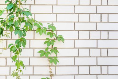 Yeşil Beyaz tuğla duvara yaprakları