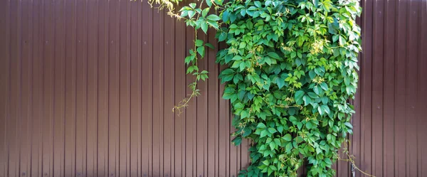Winobluszcz quinquefolia na metalowe ogrodzenie — Zdjęcie stockowe