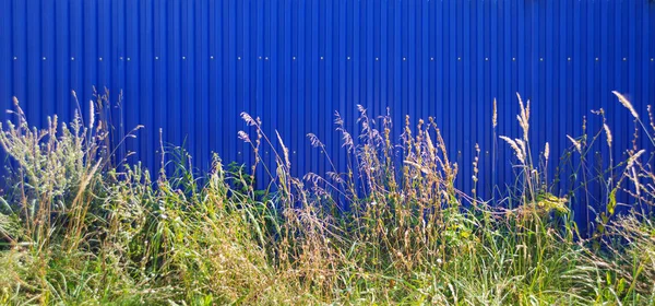 Grama selvagem e cerca azul — Fotografia de Stock