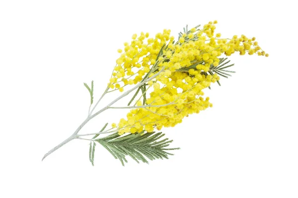 Acacia dealbata flores isoladas em um branco — Fotografia de Stock