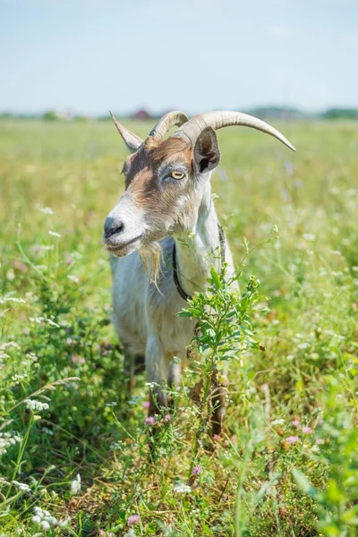 Goat on the summer meadow — Stock Photo, Image