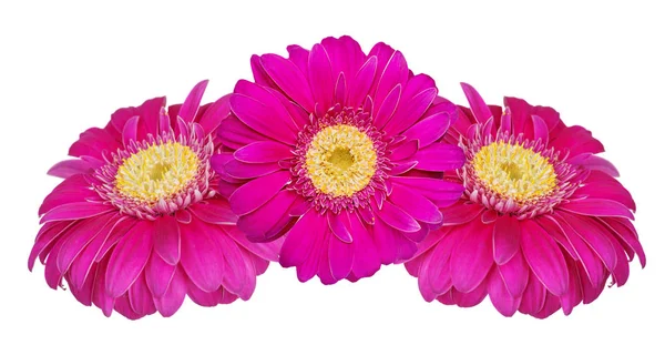 Gerbera flowers isolated on white — Stock Photo, Image