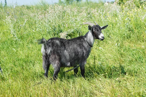 Black goat on the summer meadow — Stock Photo, Image